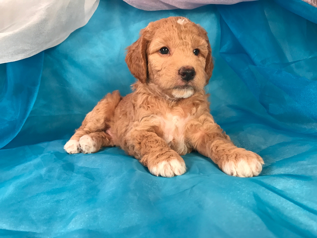 Male Mini Goldendoodle Puppy for Sale DOB 10-29-17 Great Christmas Puppy